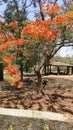 Vibrant Royal Poinciana Tree in Bloom Royalty Free Stock Photo