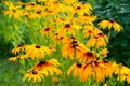 Vibrant Rudbeckia flowers plant