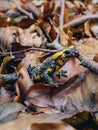 Vibrant Salamander in Autumn Leaves Royalty Free Stock Photo