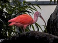 Vibrant scarlet ibis bird gracefully perched on a tree limb in its natural habitat Royalty Free Stock Photo