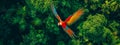 A vibrant scarlet macaw in flight, captured from above against a dense canopy of tropical green foliage.