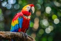 Vibrant Scarlet Macaw Perched on a Tree Branch in a Lush Tropical Forest with Vivid Colors and Detailed Feathers Showcasing