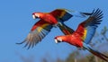 Vibrant scarlet macaw perching on green tree branch in Amazon generated by AI