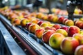 Sorting Gala Apples in Warehouse Royalty Free Stock Photo