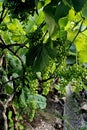 Lush Green Grape Vineyard Royalty Free Stock Photo