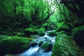 Vibrant scenery of a river in the middle of a forest in Yakushima, Japan