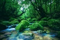 Vibrant scenery of a river in the middle of a forest in Yakushima, Japan Royalty Free Stock Photo