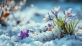 A vibrant, scenic image of snow-covered hills surrounded by a variety of beautiful purple flowers