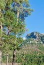 Vibrant Scots pines against mountains in sunny days, Pyrenees mountain range in Spain. Vertical photo