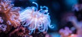 Vibrant sea anemone flourishing in the midst of a colorful and diverse coral reef ecosystem