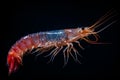 Vibrant Sea shrimp on black background. Generate Ai Royalty Free Stock Photo