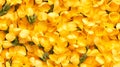 Mini Yellow Snapdragons Seamless Pattern Design Royalty Free Stock Photo