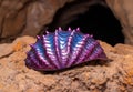 Vibrant seashell on rocky surface