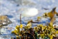 Vibrant seaweed on sunny sea shore Royalty Free Stock Photo