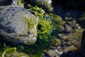 Vibrant seaweed on sunny sea shore Royalty Free Stock Photo