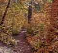 Vibrant Sedona Fall Colors Along West Fork Trail in Sedona Royalty Free Stock Photo