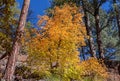 Vibrant Sedona Fall Scenery Along West Fork Trail in Sedona Royalty Free Stock Photo