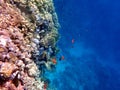 Vibrant shallow coral reef teeming with small fish Royalty Free Stock Photo