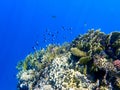 Vibrant shallow coral reef teeming with small fish Royalty Free Stock Photo