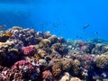 Vibrant shallow coral reef teeming with small fish Royalty Free Stock Photo