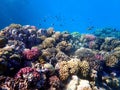 Vibrant shallow coral reef teeming with small fish Royalty Free Stock Photo