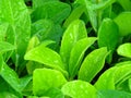 Vibrant shiny green leaves covered with water rain dew drops. Royalty Free Stock Photo