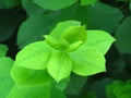 Vibrant shiny green tree bush shrub leaves. Close up view of green leaves background.