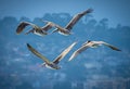 Vibrant shot of a flock of Pelicans (Pelecanus) gliding gracefully over a blue ocean