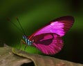 A vibrant shot of a magenta hued erfly perched on a blade of . Trendy color of 2023 Viva Magenta.. AI generation