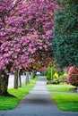 Vibrant spring sidewalk with cherry blossoms. Royalty Free Stock Photo