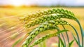 Vibrant signs of growth: Lush green ears of wheat sway gracefully in the agricultural field. Royalty Free Stock Photo