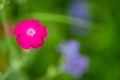 Vibrant Silene coronaria flower