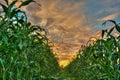 Vibrant sky dividing the crops