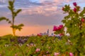 Vibrant Sky Over Edmonton