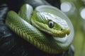 Vibrant Smooth Green Snake Resting in Lush Forest Foliage Royalty Free Stock Photo