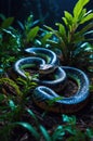 Mysterious Green Tree Python in the Rainforest at Night Royalty Free Stock Photo