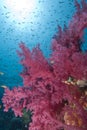 Vibrant soft corals