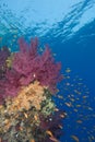 Vibrant soft corals Royalty Free Stock Photo