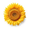 Vibrant Solitude: A Single Sunflower Against a Pure White Backdrop AI Generated