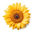 Vibrant Solitude: A Single Sunflower Against a Pure White Backdrop AI Generated