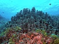 Vibrant South Pacific Ribbon Coral Colony Royalty Free Stock Photo