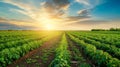 Vibrant South Ukrainian Agricultural Field: A Serene Sunset and Lush Green Tomatoes