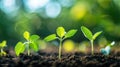 Vibrant Soybean Growth on Farm with Blue Sky Background - Agriculture Plant Seeding & Growing Step Concept Royalty Free Stock Photo