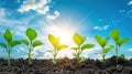 Vibrant Soybean Growth on Farm with Blue Sky Background - Agriculture Plant Seeding & Growing Step Concept Royalty Free Stock Photo