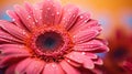 Vibrant Close-up Of Pink Gerbera Flower With Sharp Details Royalty Free Stock Photo