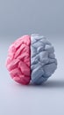 Vibrant Split Brain Model in Pink and Blue Colors on Neutral Background Royalty Free Stock Photo