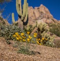 Vibrant spring desert wildflowers