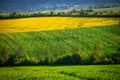 Vibrant Spring Fields: Yellow Rapeseed and Green Wheat Under a Blue Sky Ã¢â¬â Beautiful Agricultural Landscape Royalty Free Stock Photo