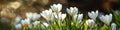 Vibrant Spring Flower Bloom in Sunlit Garden Royalty Free Stock Photo
