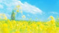 Vibrant spring flower meadow under blue sky with blurred background and copy space for text Royalty Free Stock Photo